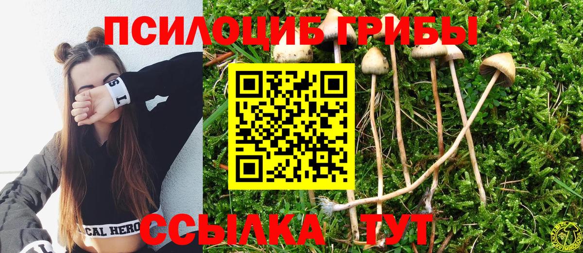 Галлюциногенные грибы Psilocybine cubensis Ухта